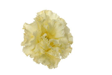 PNG, flower in hand, isolated on white background.