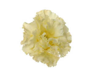 PNG, flower in hand, isolated on white background.