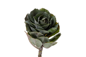 PNG, flower in hand, isolated on white background.