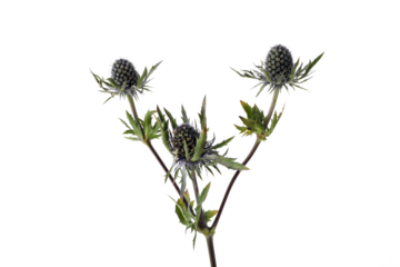 PNG, fresh flower, isolated on white background.