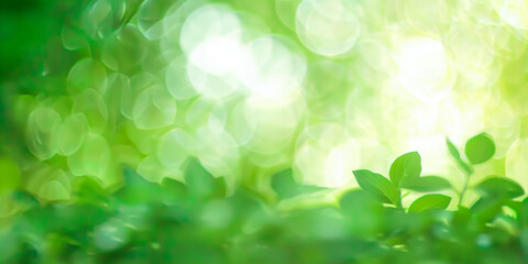  green leaves blurred light background, green Spring bokeh nature abstract background , green leaves with sunlight , banner