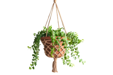 Potted Plant Hanging From Rope. A potted plant suspended from a rope, with its leaves cascading downward.