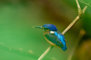 A Kingfisher bird (Alcedines), animal closeup 