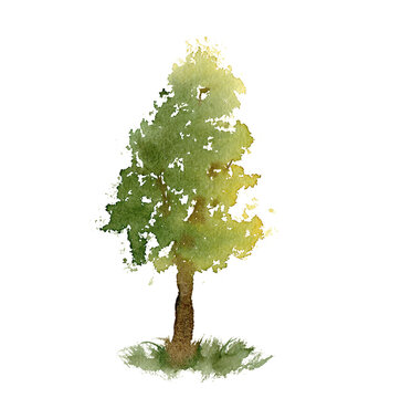 Watercolor abstract tree. Sketch hand drawn light green summer deciduous tree in the sun. Illustration on isolated white background.