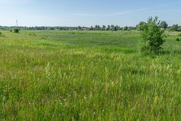 Wild meadow and blue sky