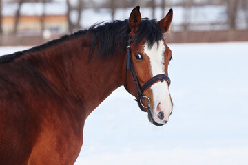 Young horse portrait in winter day