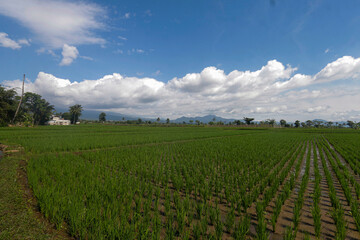 Fototapeta na wymiar panoramic view of green rice fields against a backdrop of mountains and bright blue sky