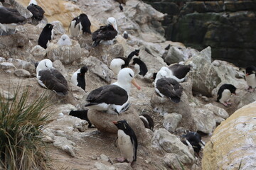Black-browed Albatross (Thalassarche melanophyrs) and Southern Rockhopper Penguin (Eudyptes chyrsocome) colony, New Island, Falkland Islands.