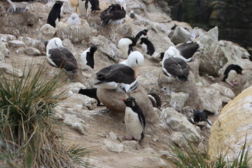 Black-browed Albatross (Thalassarche melanophyrs) and Southern Rockhopper Penguin (Eudyptes chyrsocome) colony, New Island, Falkland Islands.