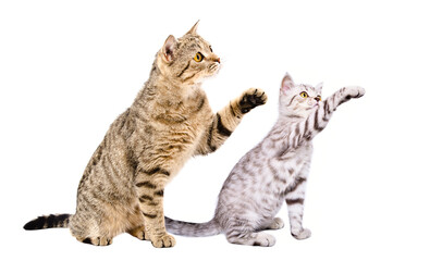 Playful cat and kitten Scottish Straight sitting together with raised paws isolated on a white background