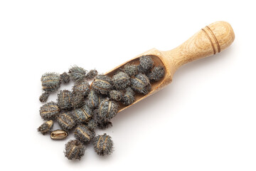 Top view of a wooden scoop filled with Dry Organic Castor fruits (Ricinus communis). Isolated on a white background.