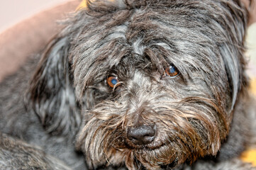 a small dog poses for a photo