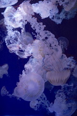 日本の神奈川県、水族館の魚 © dokosola