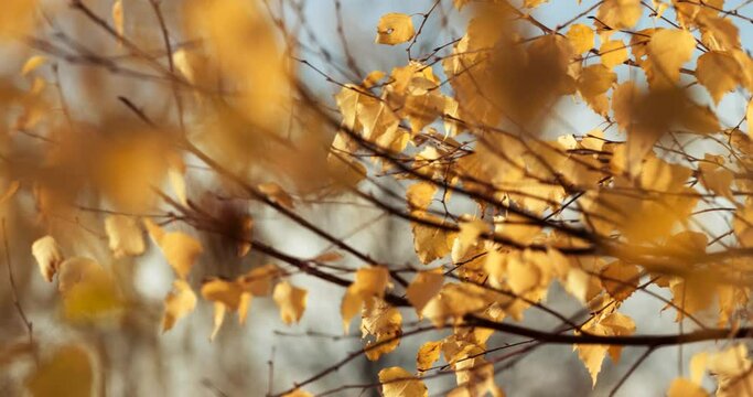 Woods yellow foliage in autumn Timelapse. Autumn Mood. Autumn Forest. Gently wind. pan.