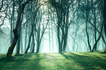 poranna mgła w lesie i promienie słońca - obrazy, fototapety, plakaty