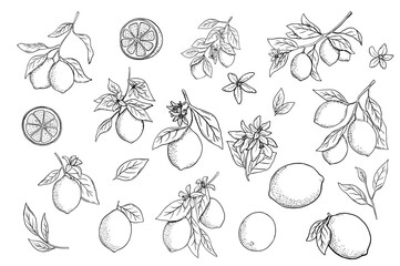 Hand drawn etching lemon with leaves and flower set. Fruit tree branch in sketch style, whole fresh citrus. Vector black and white drawing isolated on white