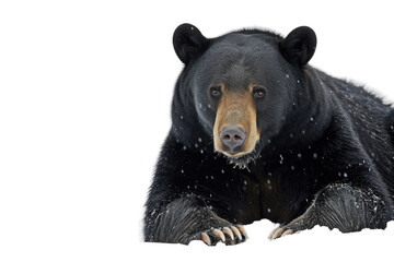 American Black Bear Ursine Sovereign on Transparent Background, PNG - obrazy, fototapety, plakaty