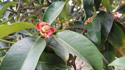 Close-up of leaves and baby mangosteen fruits on tree in the garden in Mekong Delta Vietnam.
