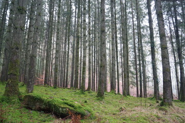 Der Märchenwald im Odenwald