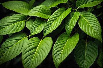 Abstract green leaves background