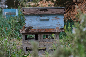 honeycomb, La Mola forest, Formentera, Pitiusas Islands, Balearic Community, Spain