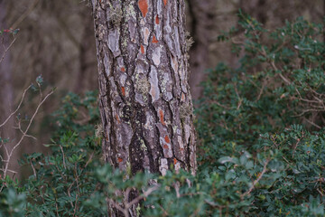 La Mola forest, Formentera, Pitiusas Islands, Balearic Community, Spain