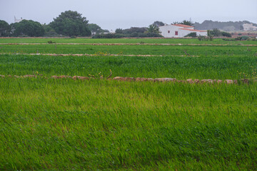 Fototapeta na wymiar growing grain field, La Mola, Formentera, Pitiusas Islands, Balearic Community, Spain