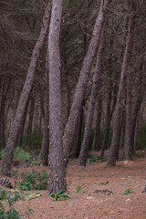 La Mola forest, Formentera, Pitiusas Islands, Balearic Community, Spain