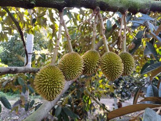 Durian tree in the garden. Fresh baby durian fruits on tree, Durians are the king of fruits, Tropical of asian fruit. © Nature-Andy