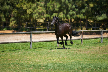 Horse, farm and running on grass with fence at ranch or healthy development of mare for agriculture...