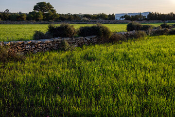 cultivation field managed by the cooperative of Formentera, La Mola, Formentera, Pitiusas Islands,...