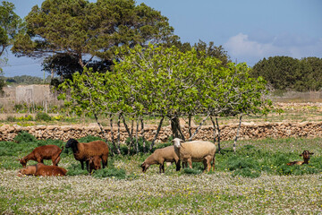 Naklejka na ściany i meble goats under a fig tree, Formentera, Pitiusas Islands, Balearic Community, Spain
