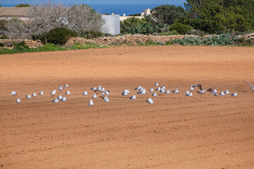 seagulls in a labor field, La Mola, Formentera, Pitiusas Islands, Balearic Community, Spain