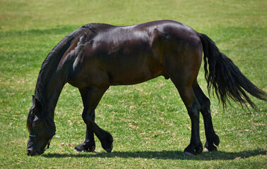 Naklejka na ściany i meble Horse, farm and stallion eating on grass with healthy development of animal in Texas for agriculture or equestrian. Mustang, pony and pet outdoor in summer, field at ranch and relax on land in nature