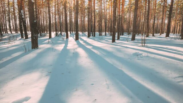 4K Beautiful Blue Shadows From Pines Trees In Motion On Winter Snowy Ground. Sunshine In Forest. Sunset Sunlight Shining Through Pine Greenwoods Woods Landscape. Snow Nature Time-Lapse Time Lapse.