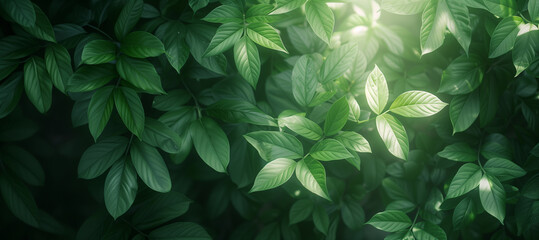 Close-up of fresh green leaves bathed in soft sunlight, highlighting details and textures in a natural setting.