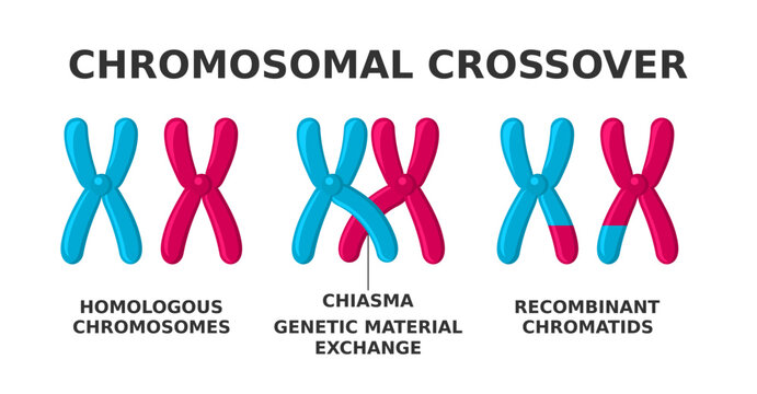 Chromosomal crossover. Exchange of genetic material during meiosis. Crossing over between two homologous chromosomes' non-sister chromatids accounts for genetic variation. Vector illustration. 