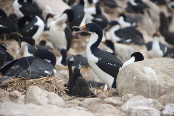 Fototapeta premium Imperial Shag (Leucocarbo atriceps), aka Imperial Cormorant, and chicks, New Island, Falkland Islands.