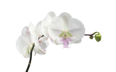 Naklejka na ściany i meble Branch with beautiful orchid flowers isolated on white