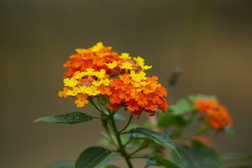 Close-up flowers Creeping Lantana - Lantana montevidensis