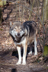 Portrait of a male European wolf  (Canis lupus lupus)