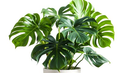 Dark green leaves of monstera plant or split-leaf philodendron the tropical foliage plant bush popular houseplant growing in indoor white plant pot isolated on white background. Generative Ai