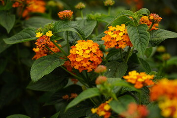 Close-up flowers Creeping Lantana - Lantana montevidensis