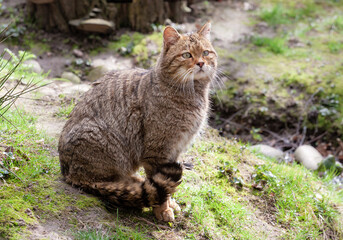 The European wildcat. A wildcat is sitting on a grassy hillside, looking off into the distance