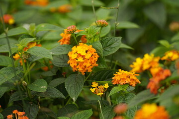 Close-up flowers Creeping Lantana - Lantana montevidensis