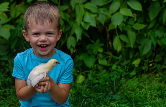 A child is holding a chicken in his hands. A boy is holding a chicken.