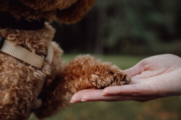 Closeup of dog paw in owners hand. Support,love to animals