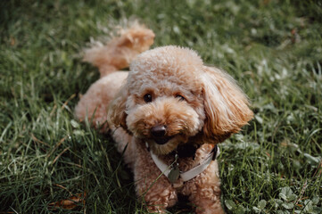 Portrait of cute happy toy poodle dog. Copy space banner
