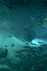日本の神奈川県、水族館の魚 © dokosola