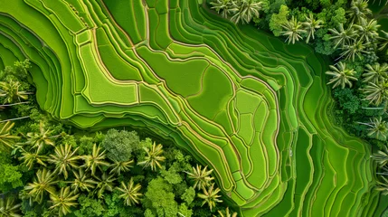 Foto op Canvas The aerial perspective reveals lush green rice terraces bordered by palm trees © Pillow Productions